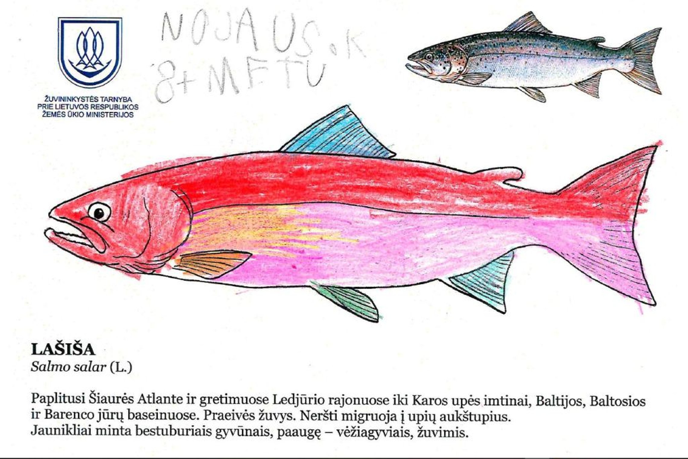 Iliustracija