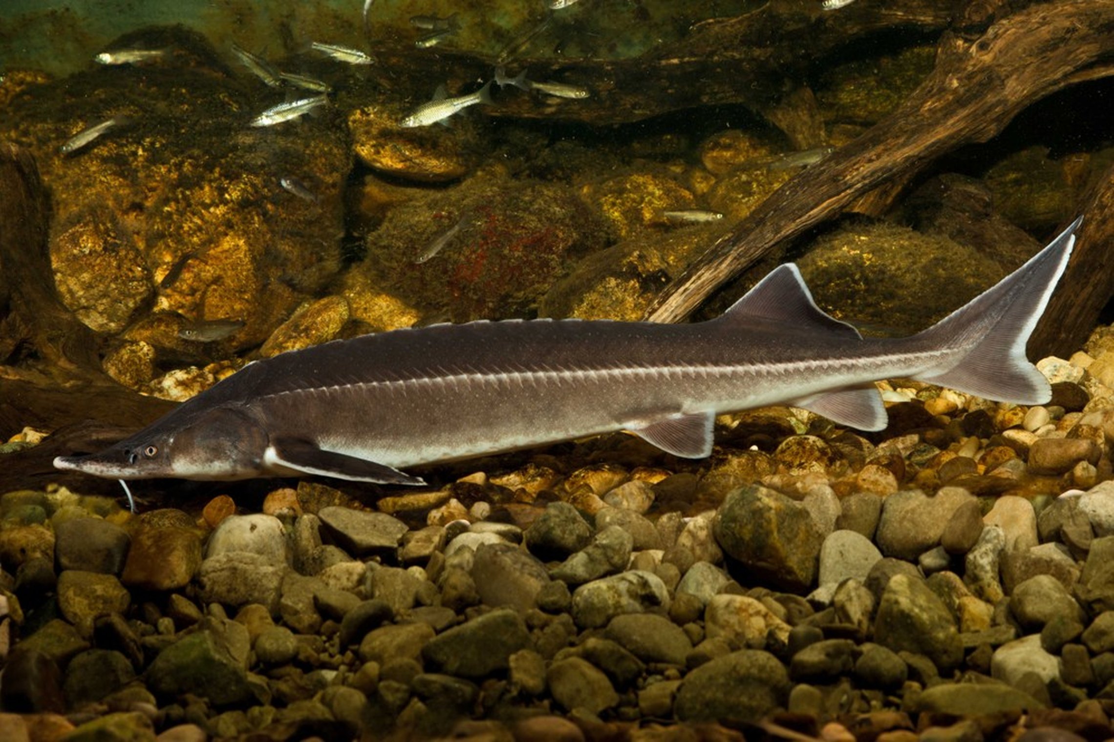 Iliustracija