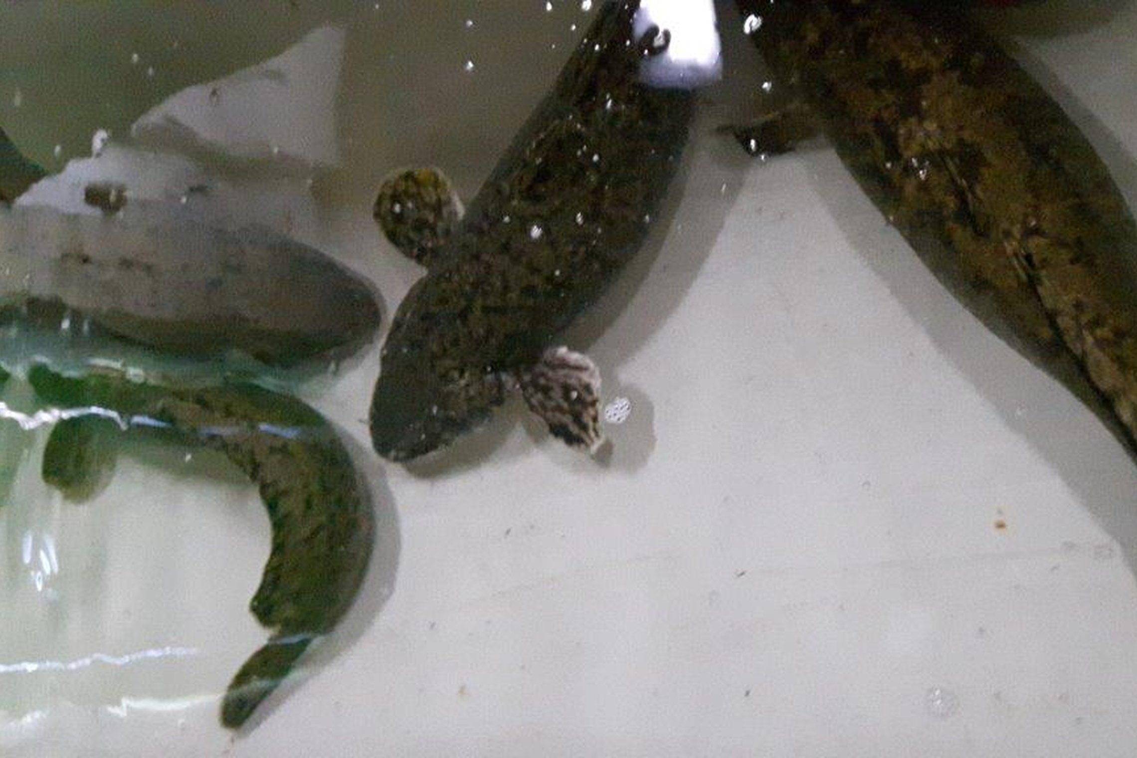 Iliustracija