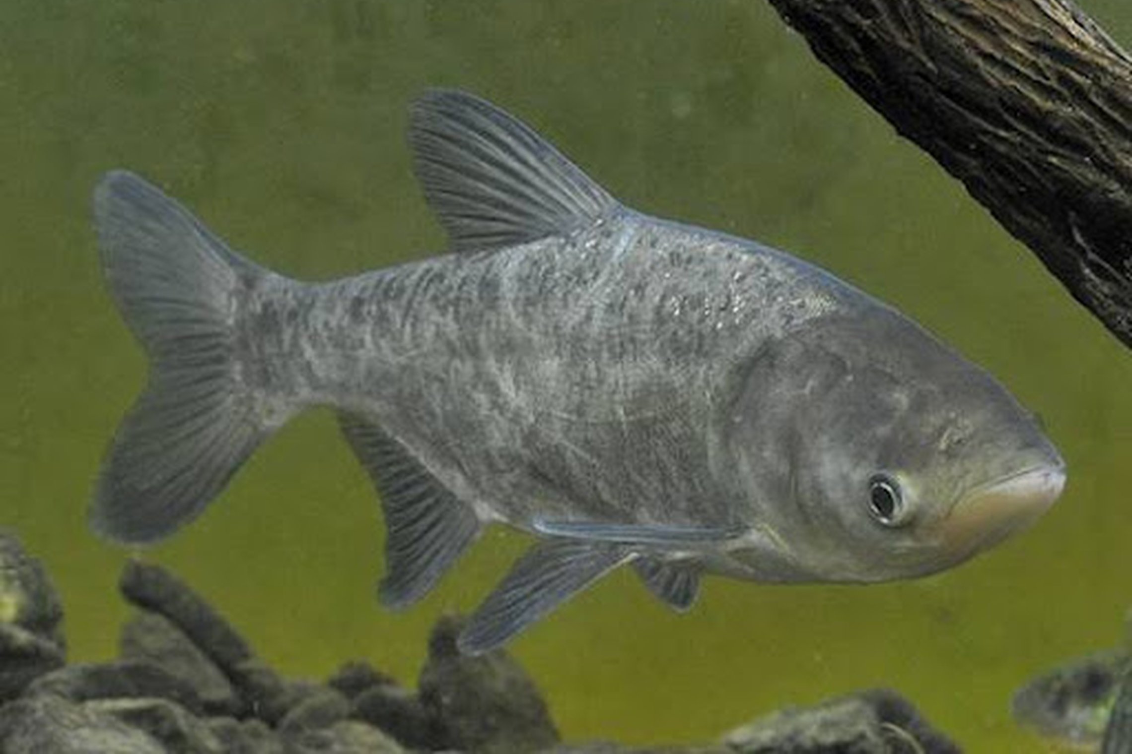 Iliustracija