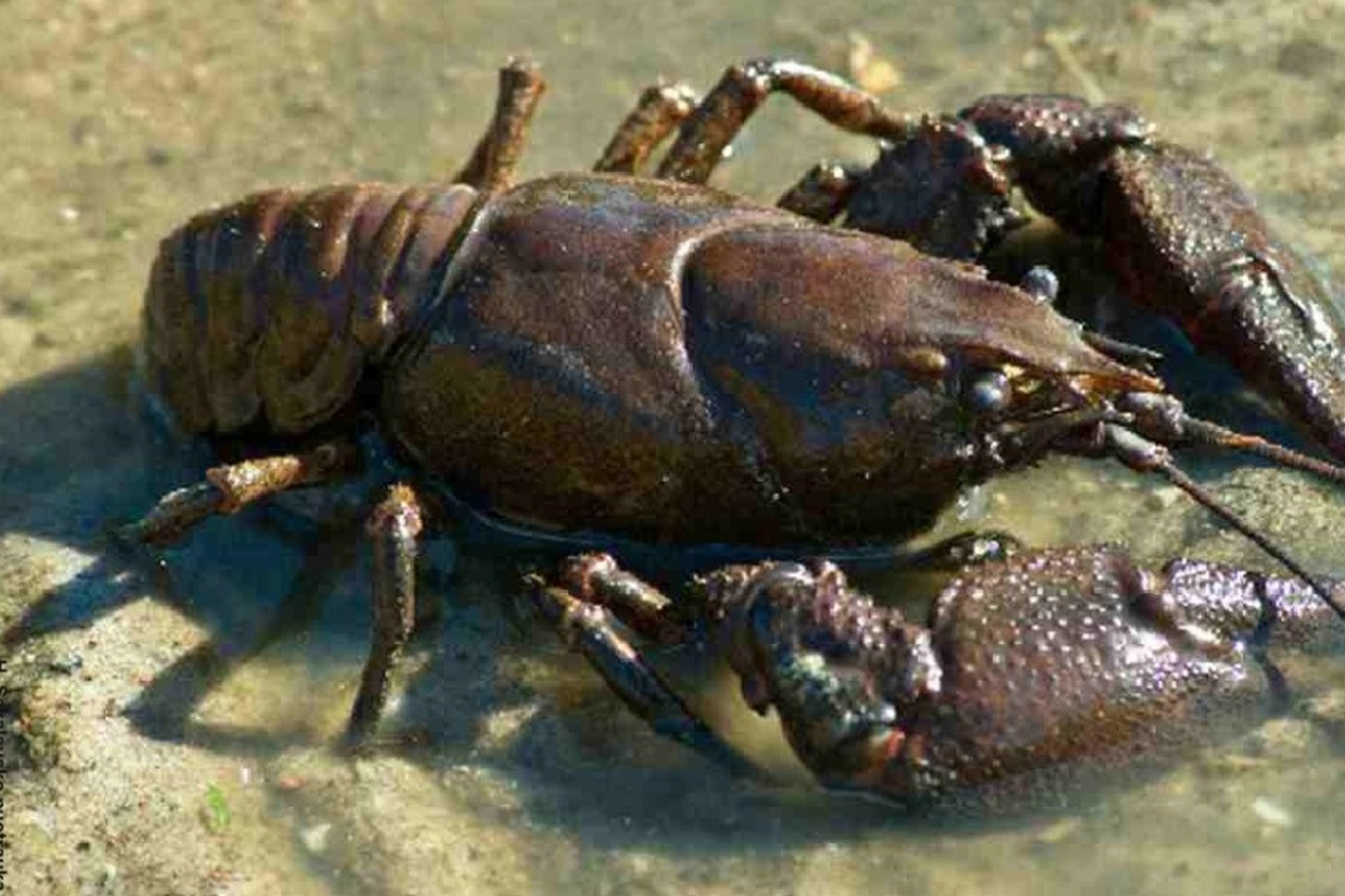 Iliustracija
