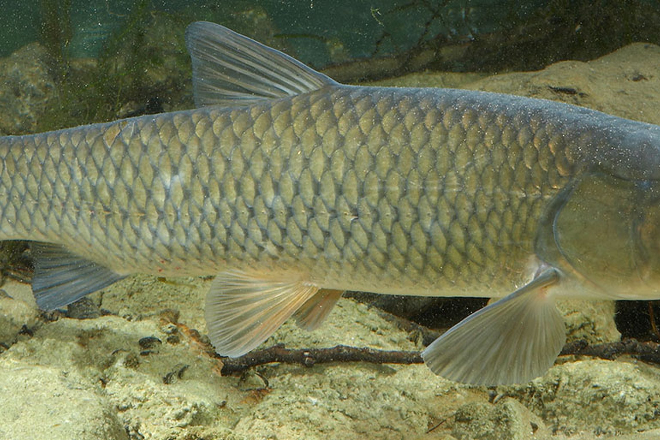 Iliustracija