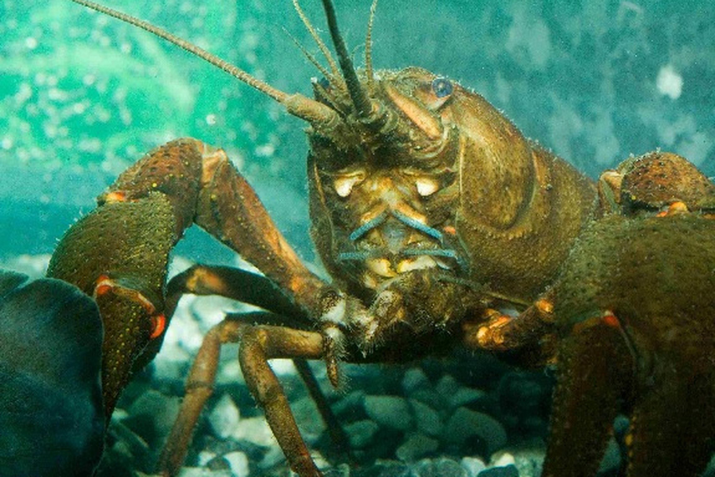 Iliustracija