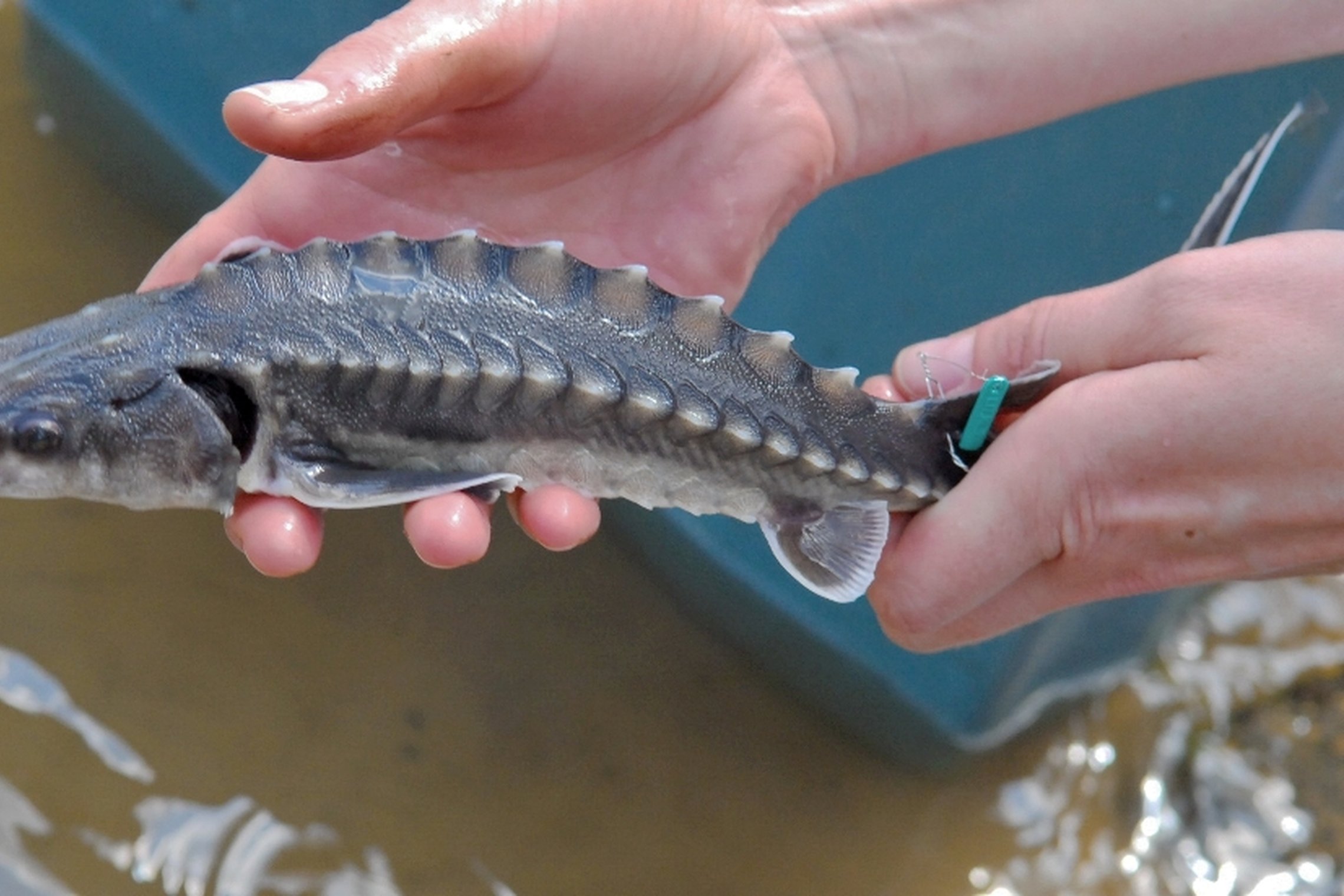 Iliustracija
