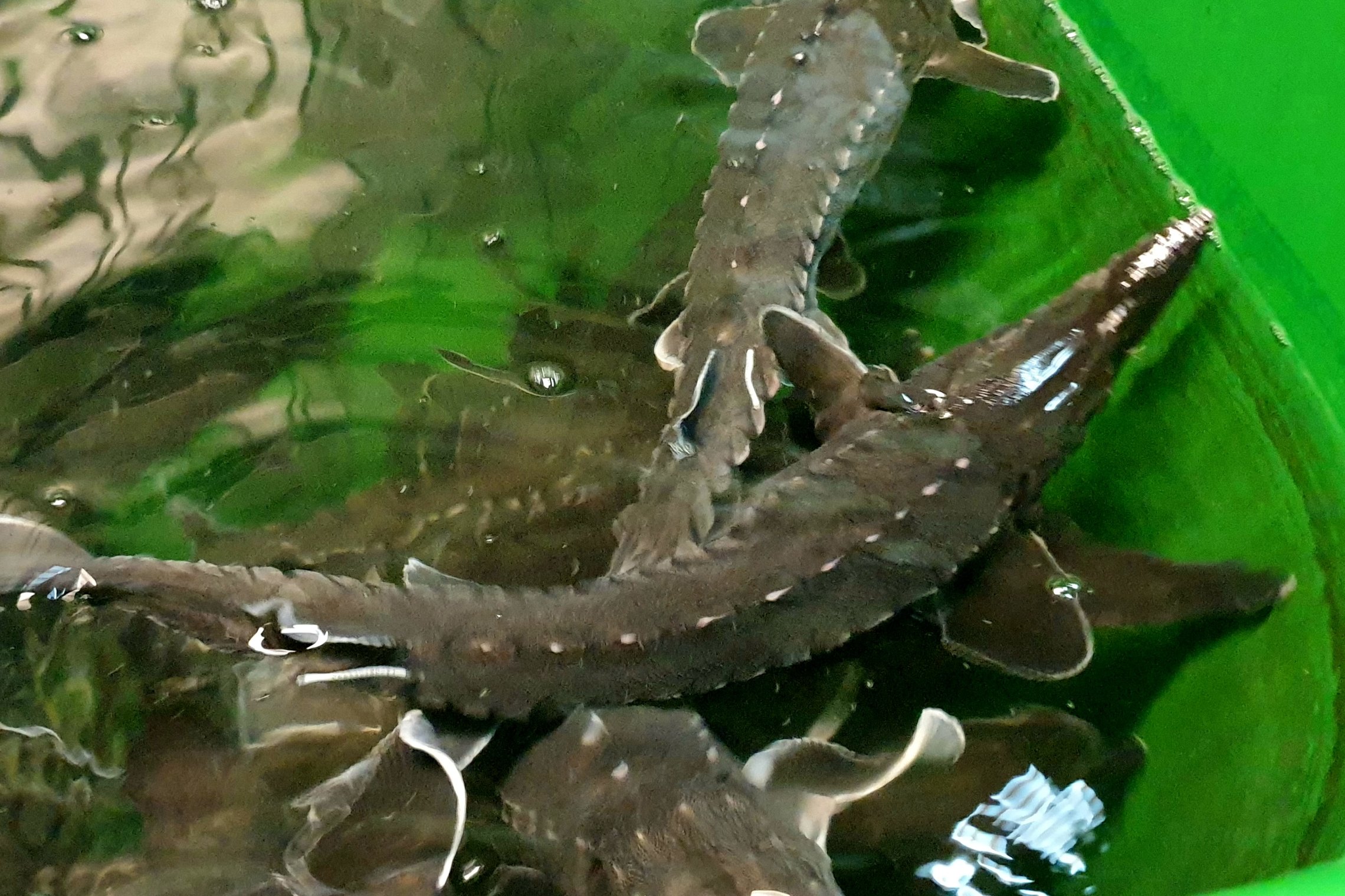 Iliustracija