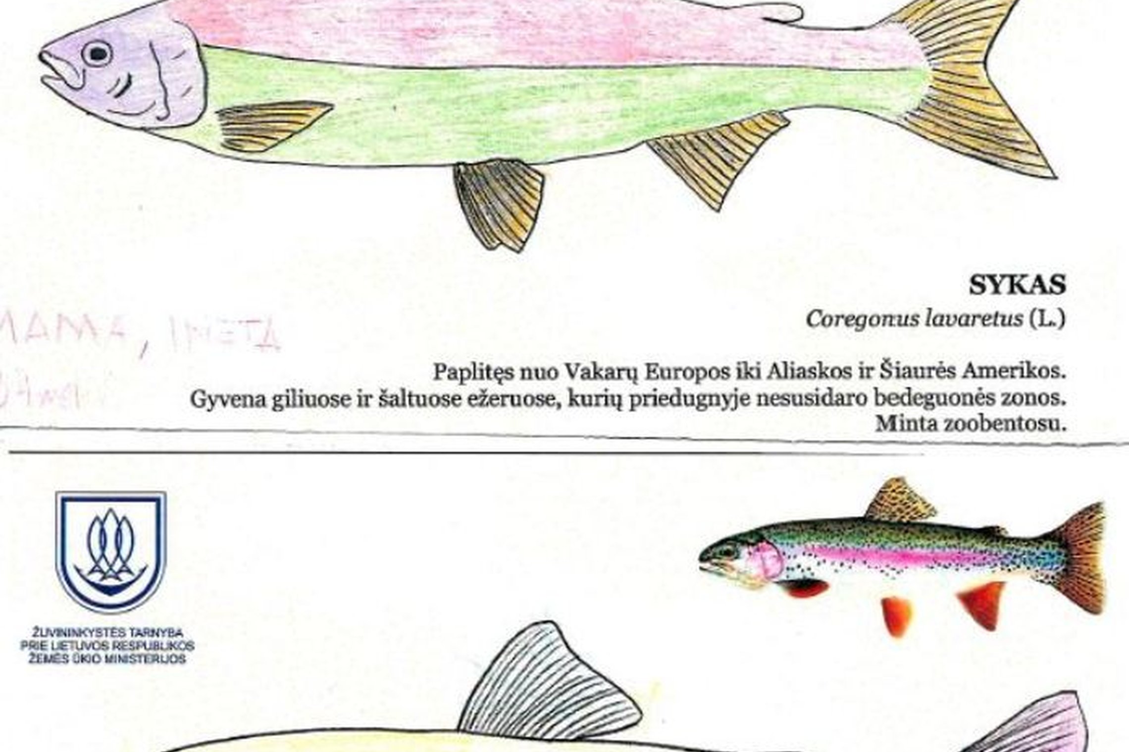 Iliustracija