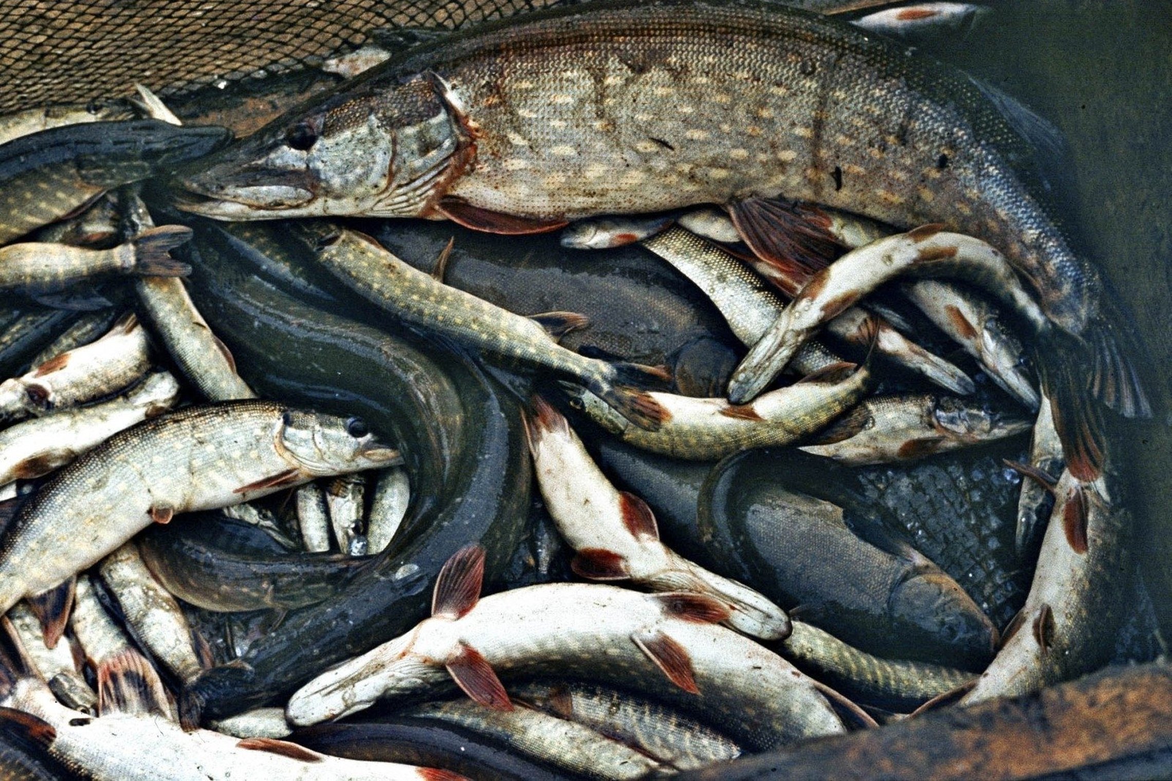 Iliustracija