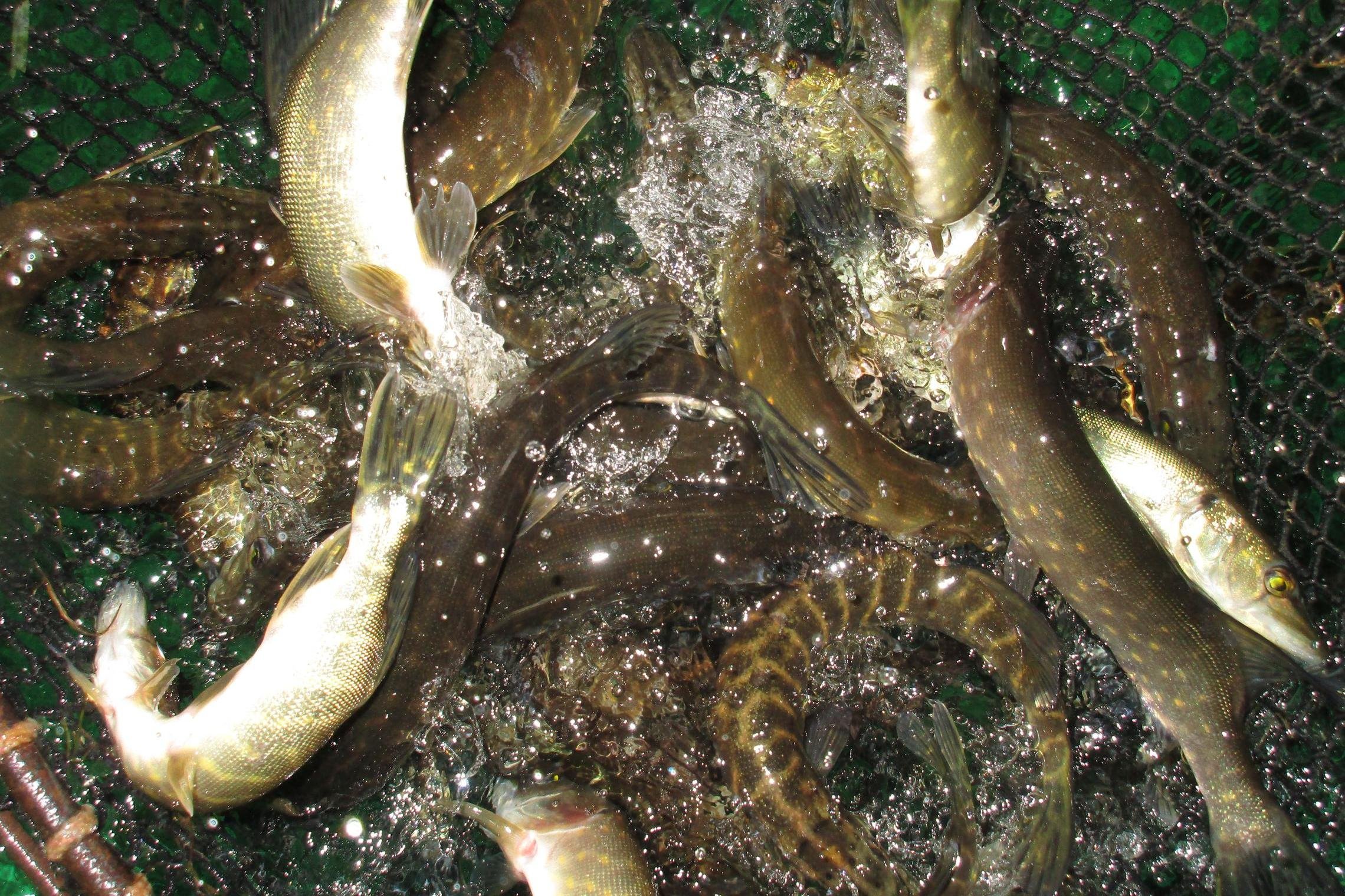 Iliustracija