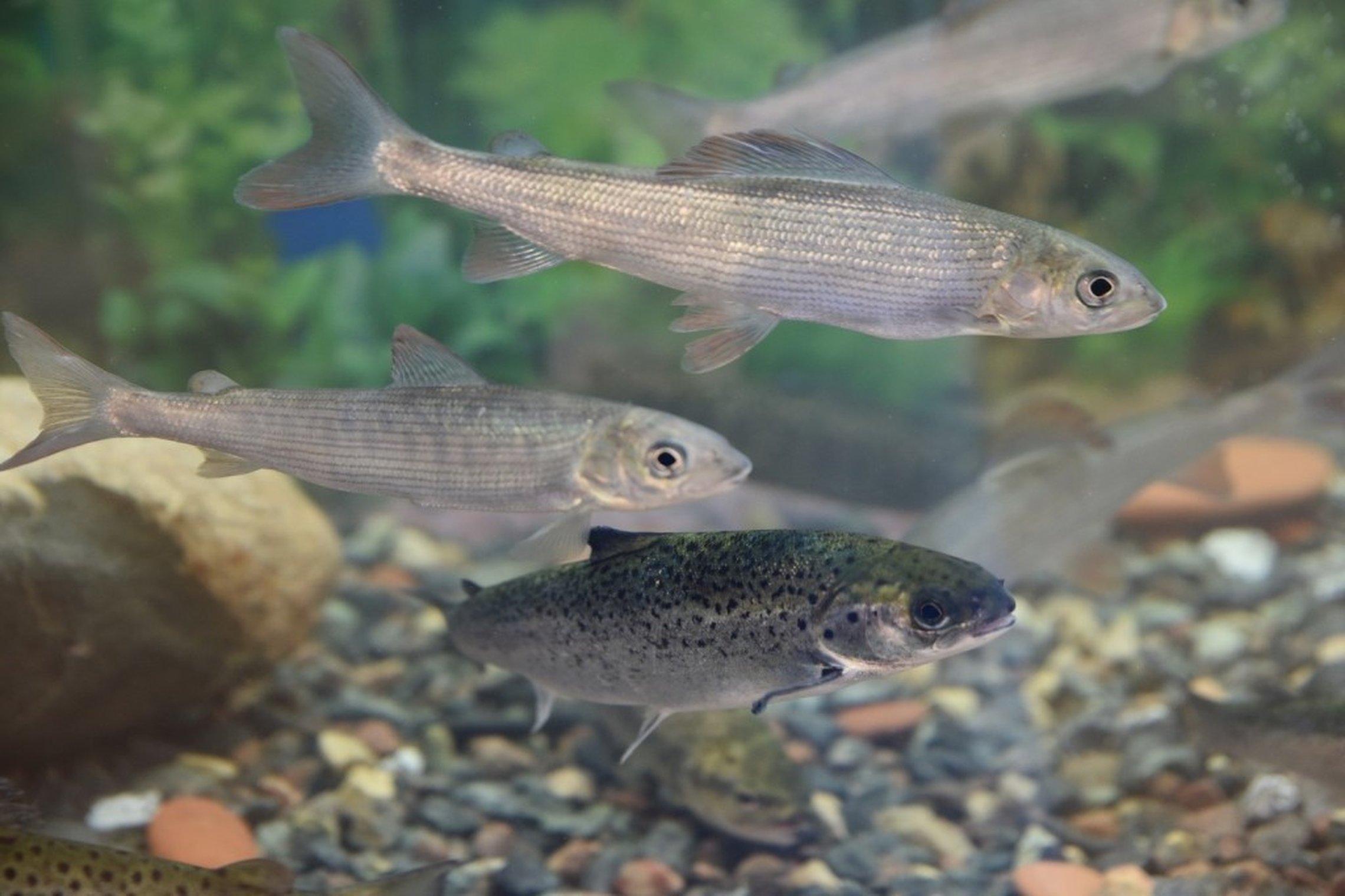 Iliustracija