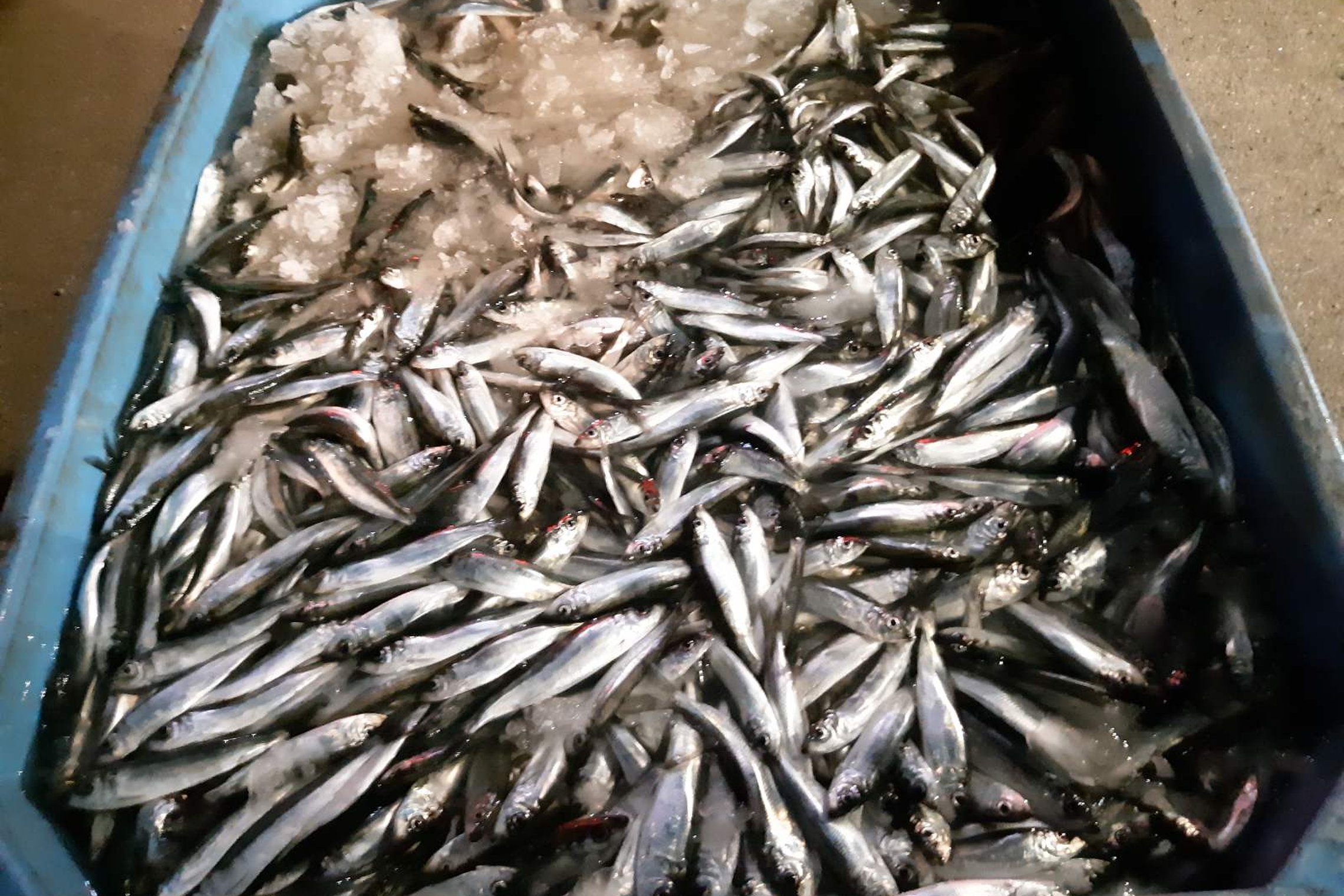 Iliustracija