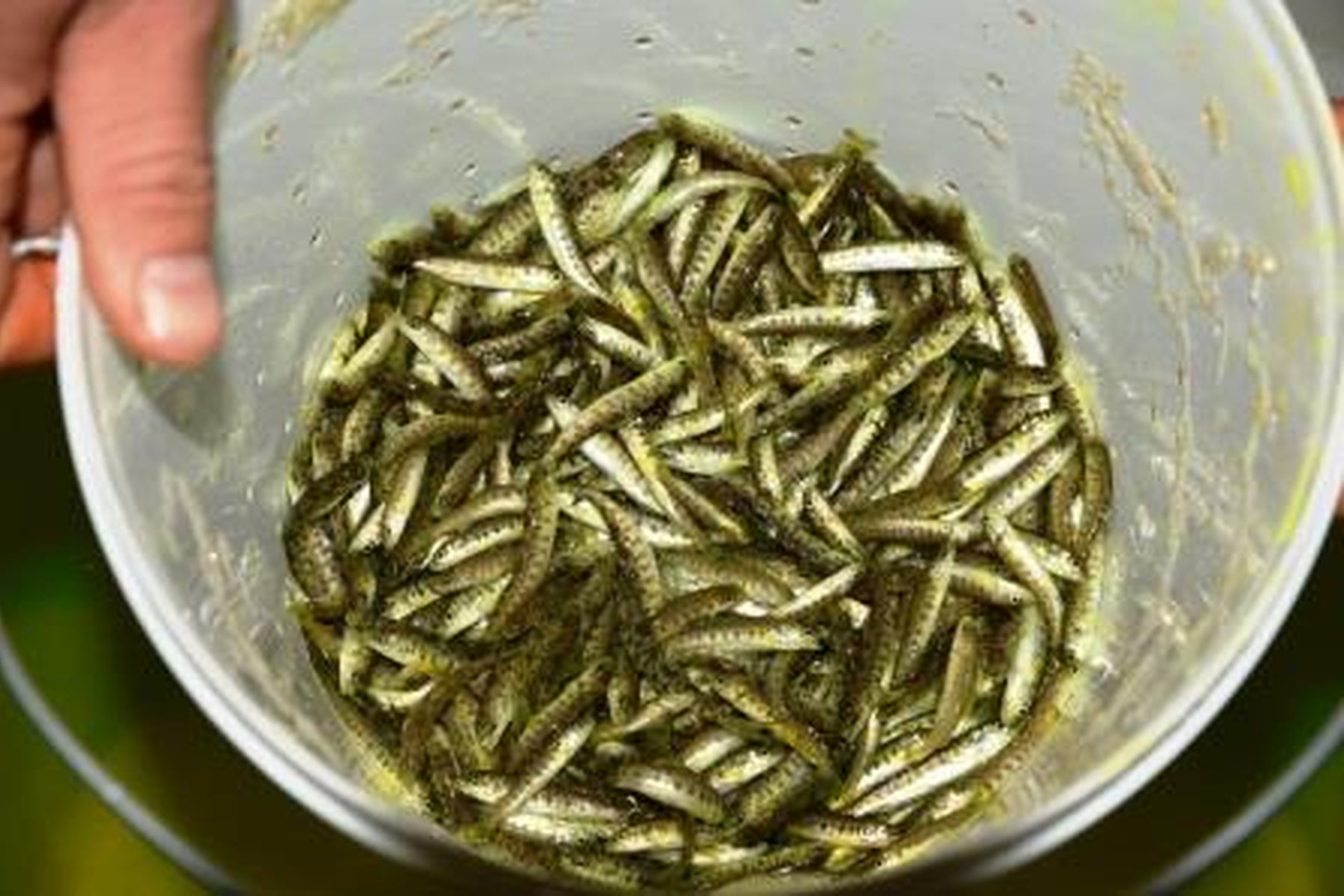 Iliustracija