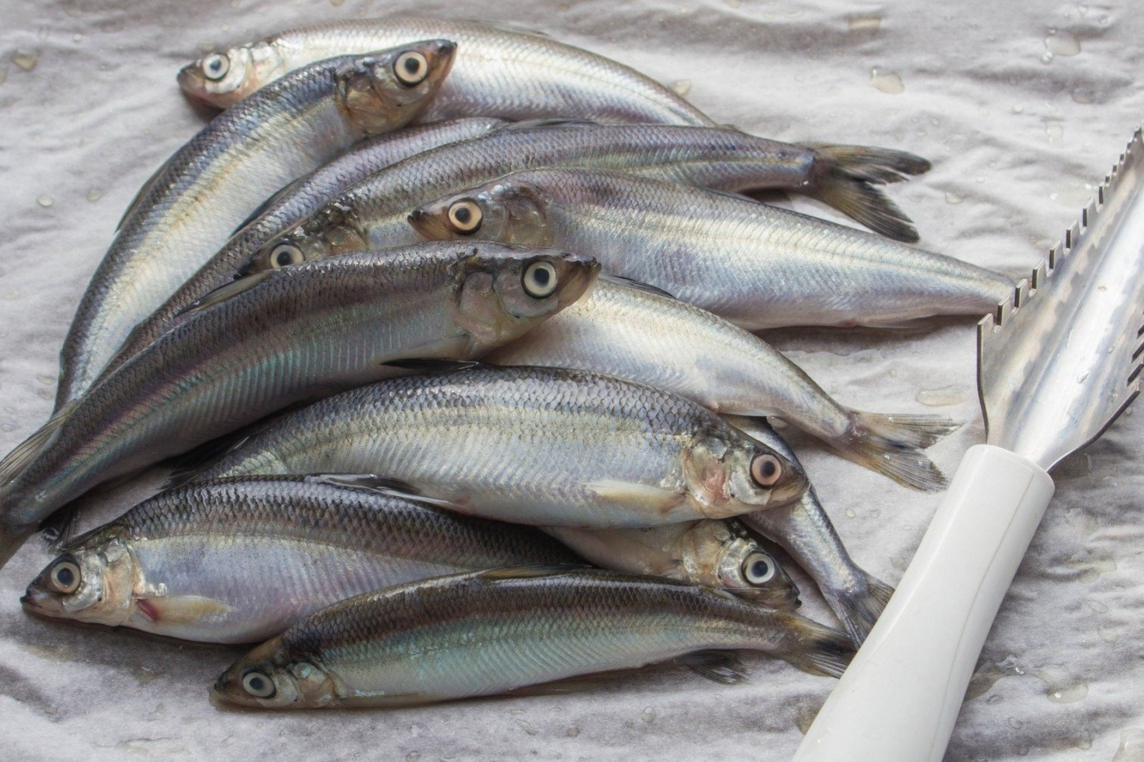 Iliustracija