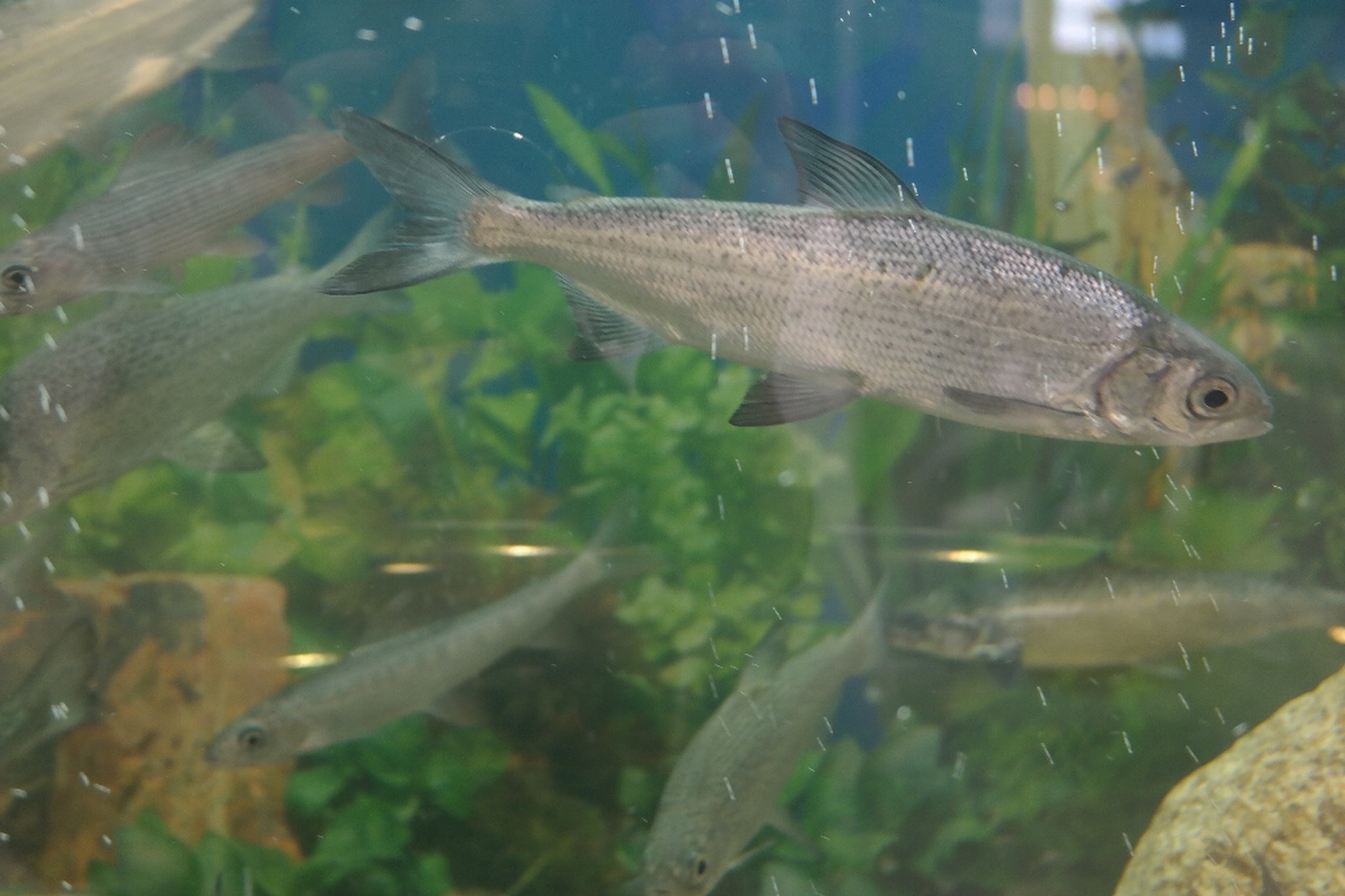 Iliustracija