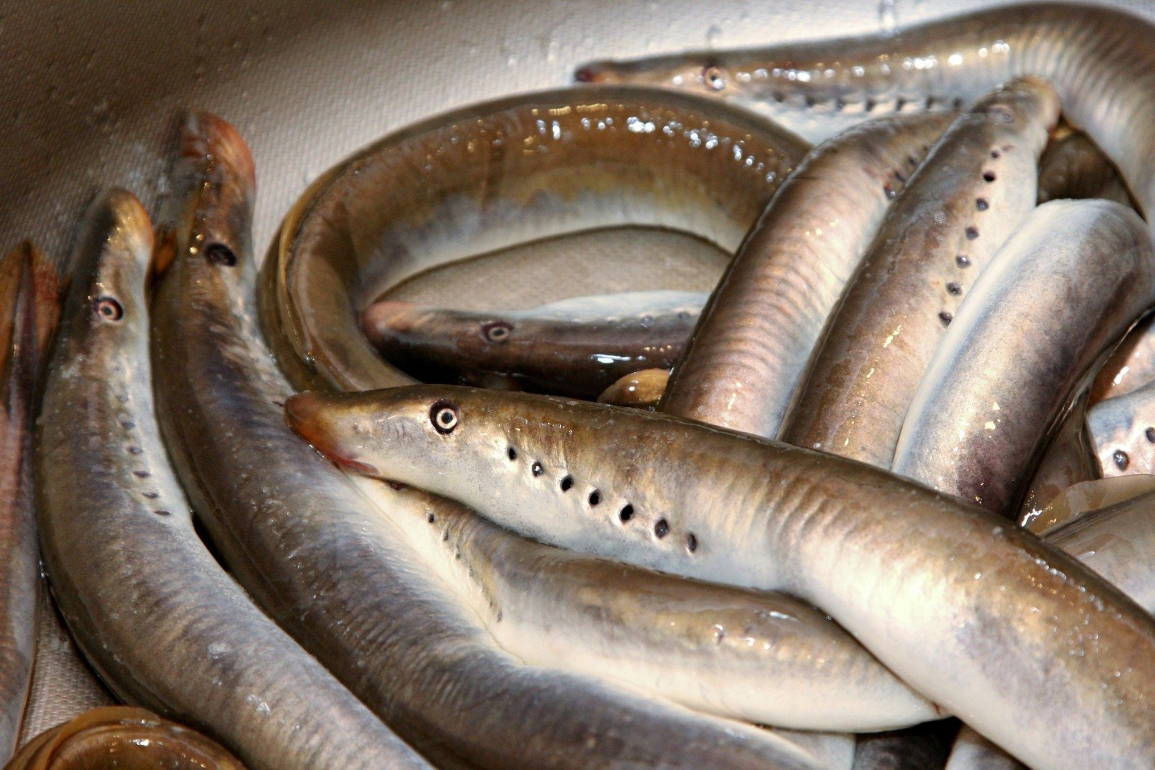 Iliustracija
