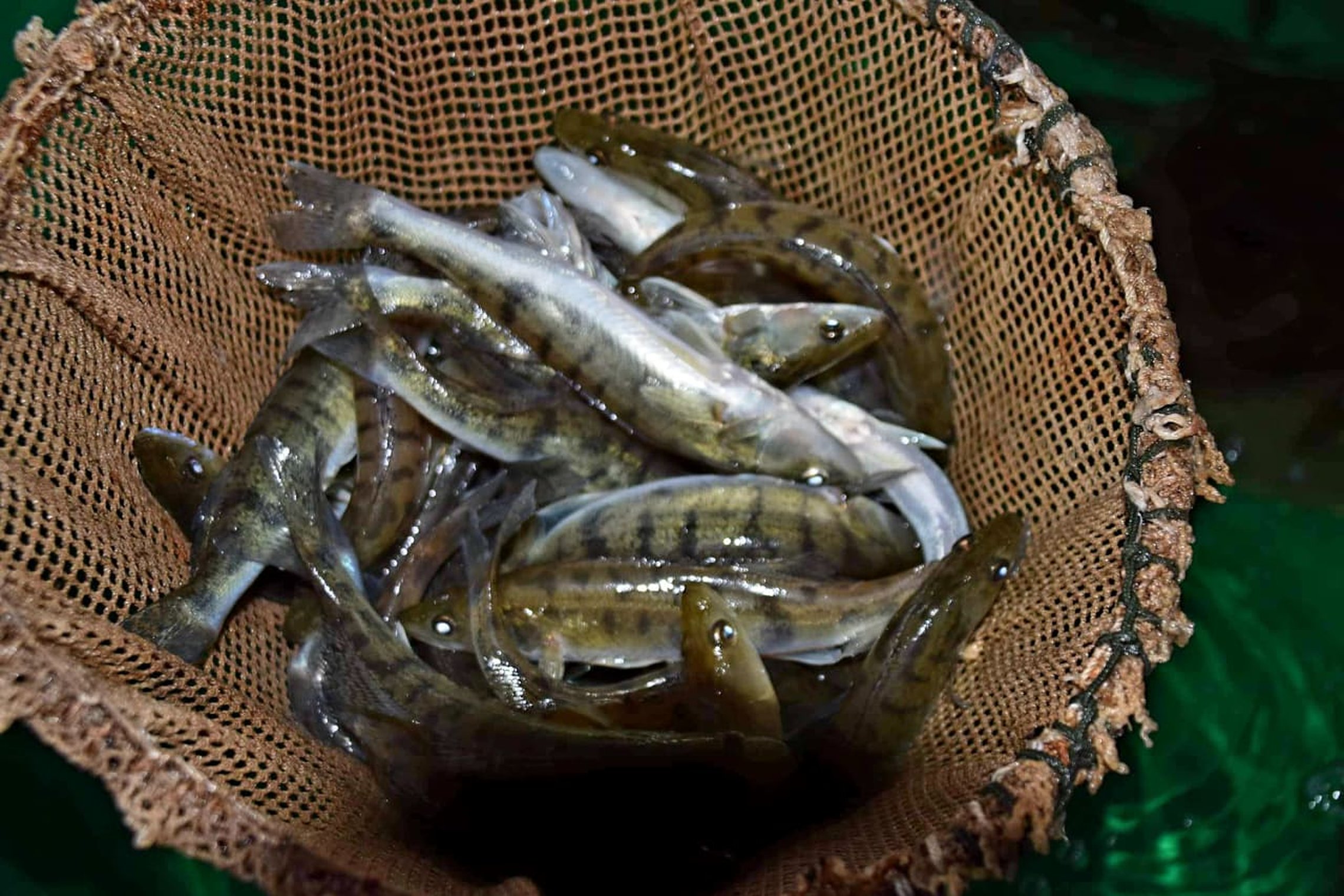 Iliustracija