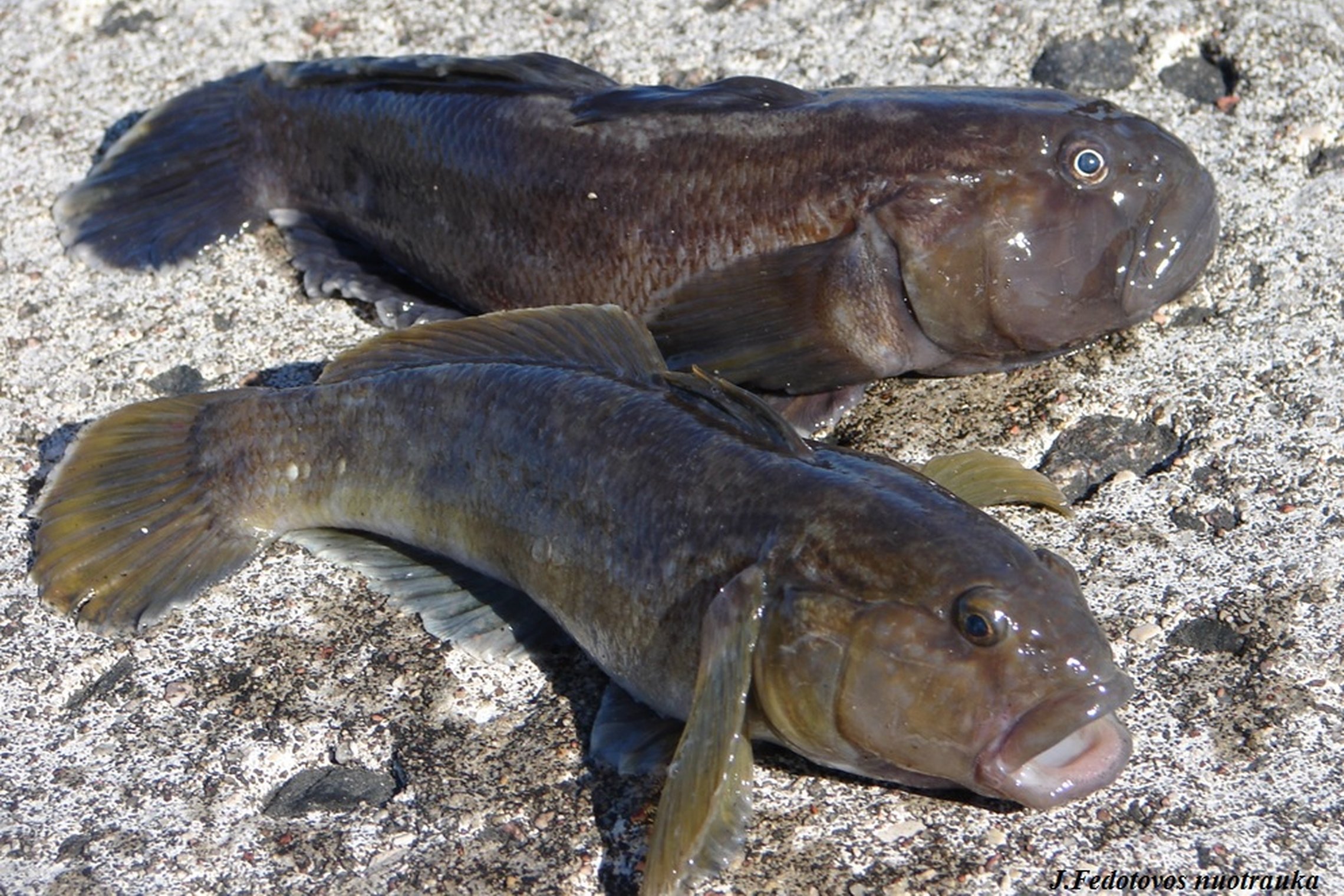 Iliustracija