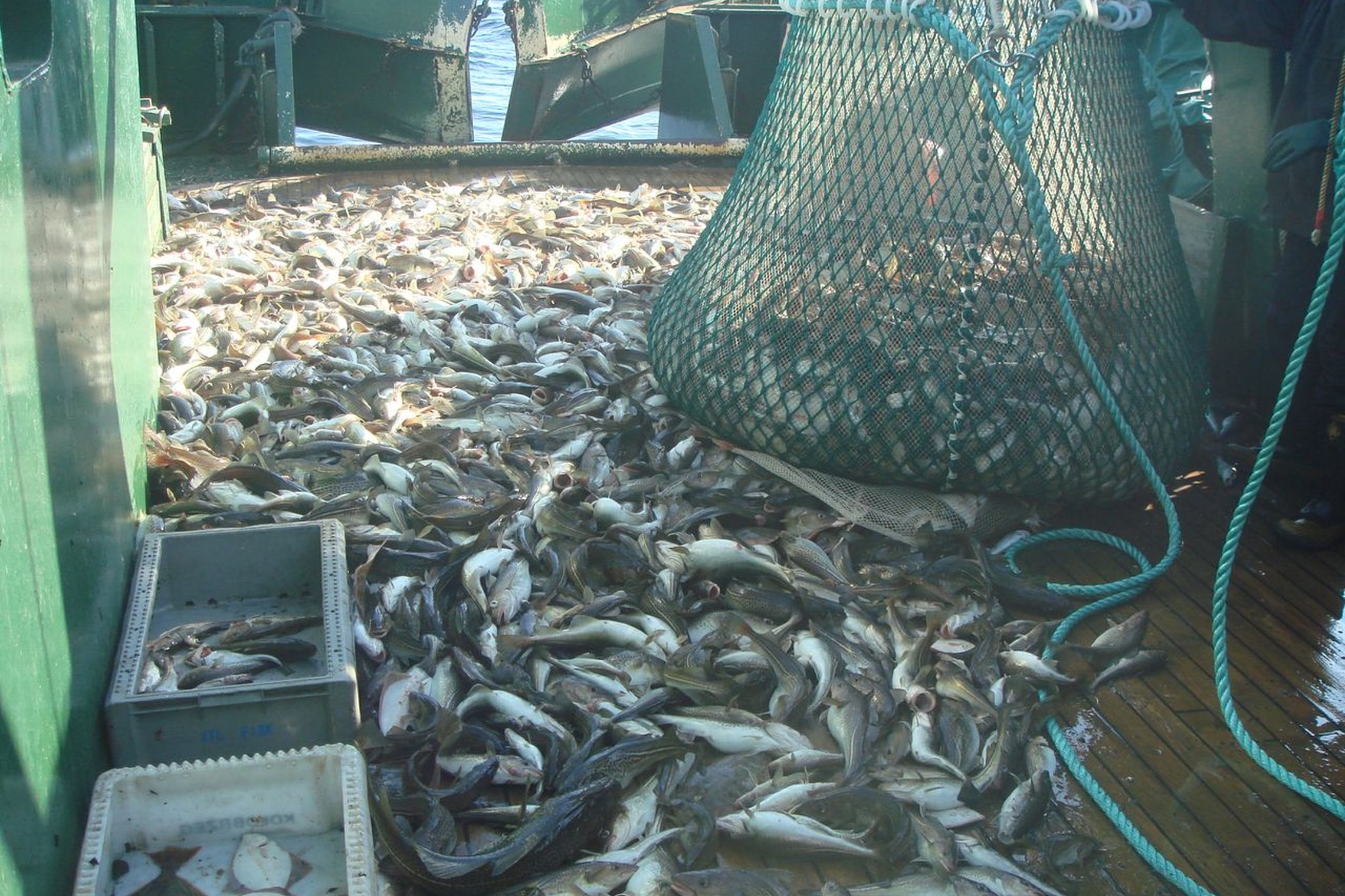 Iliustracija