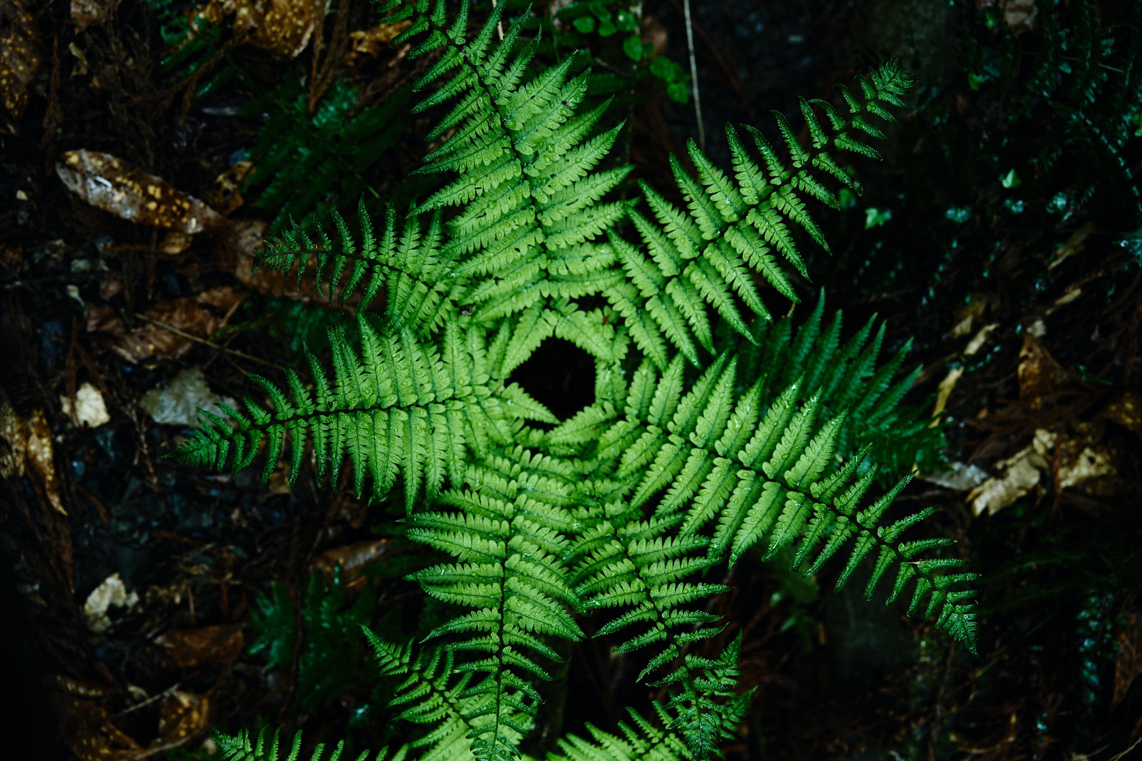 Iliustracija