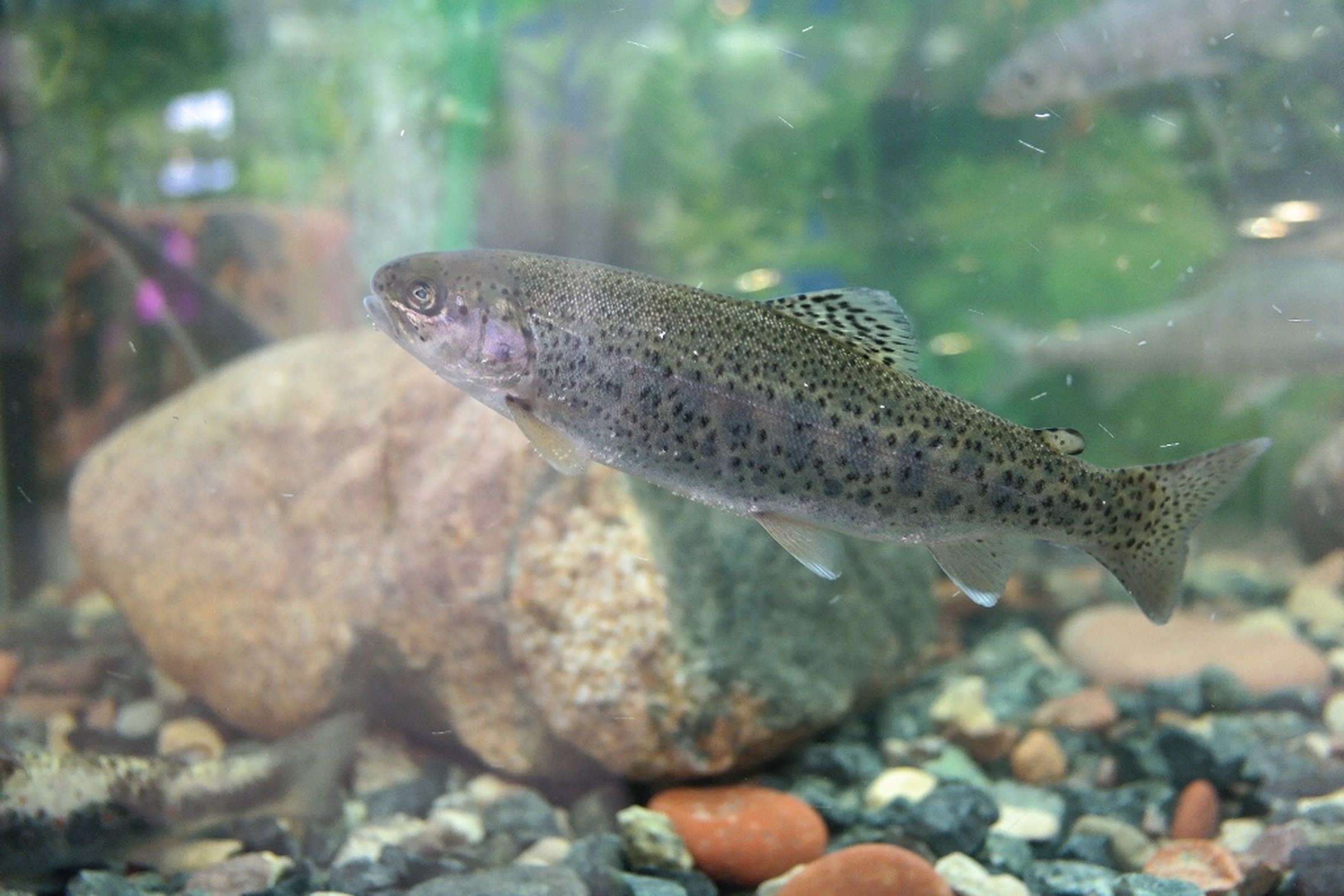 Iliustracija