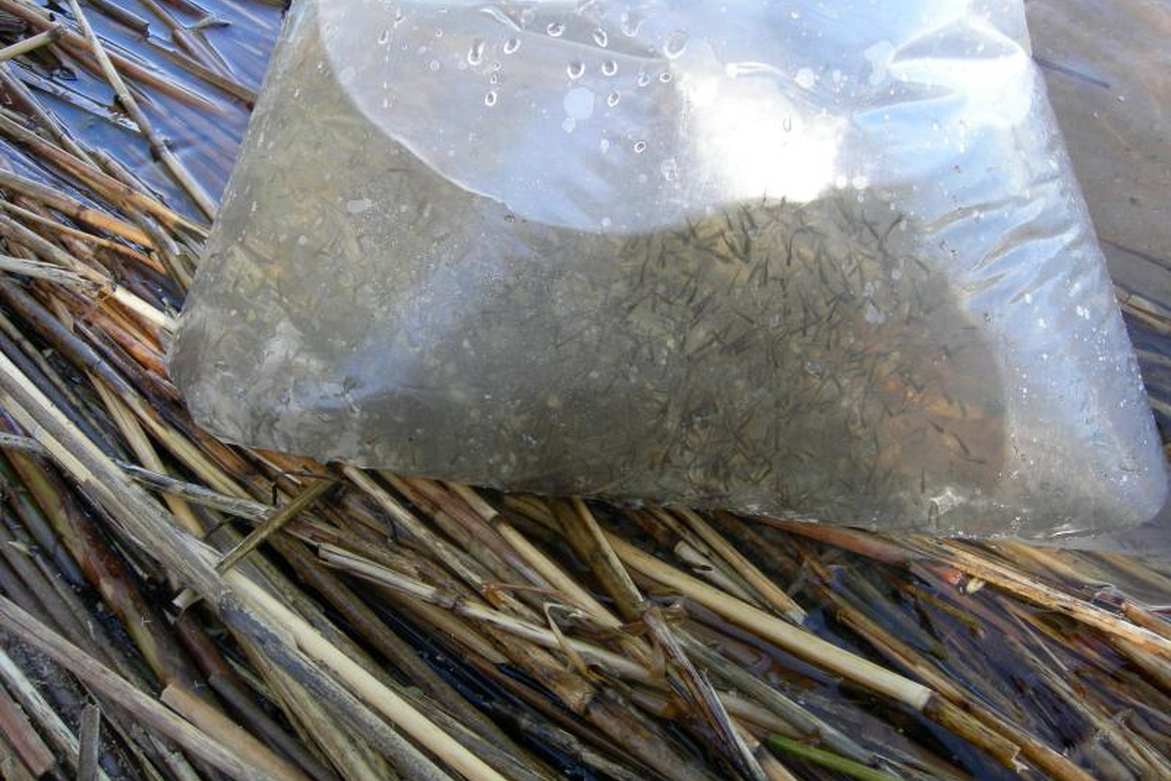 Iliustracija