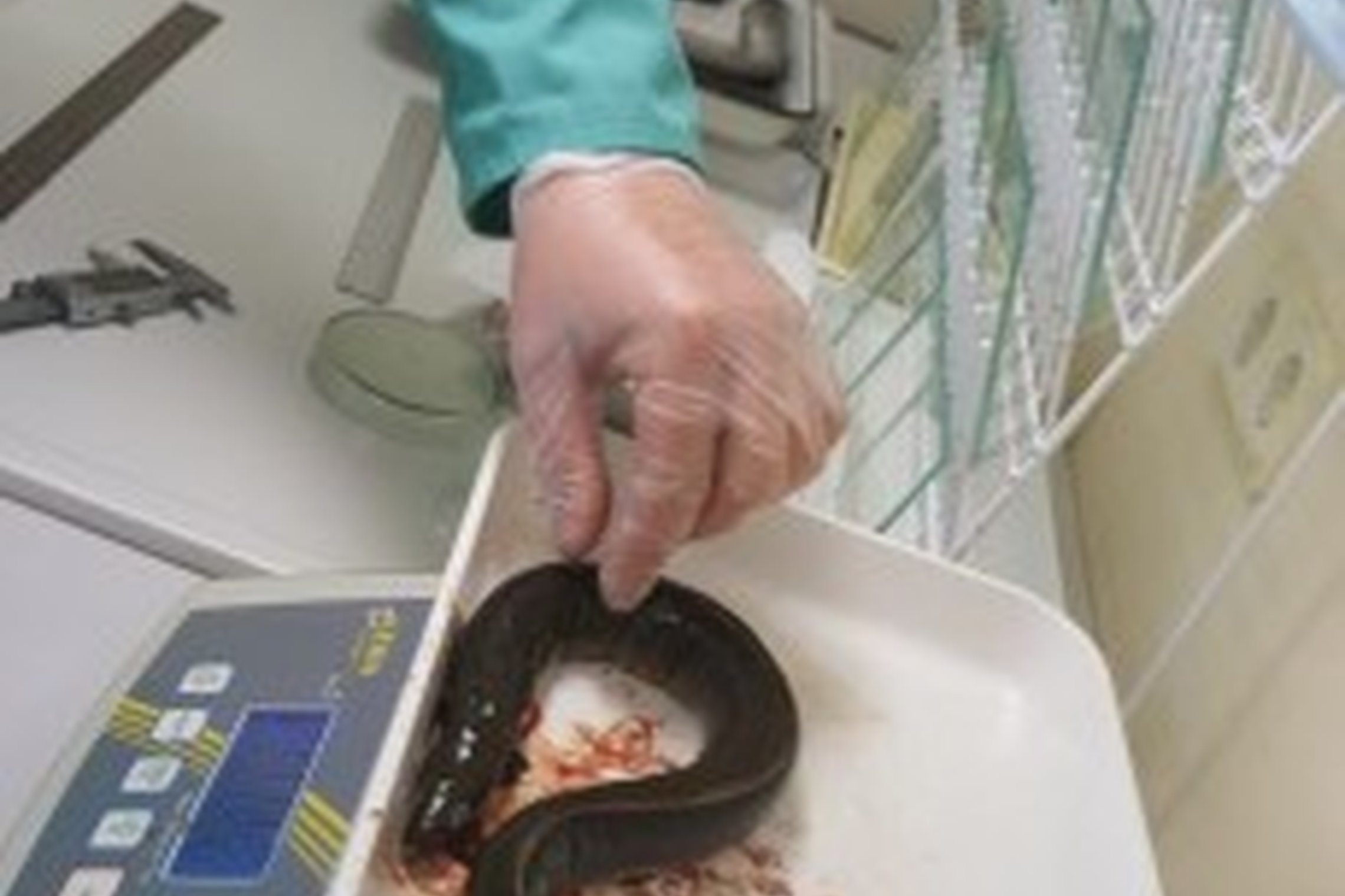 Iliustracija