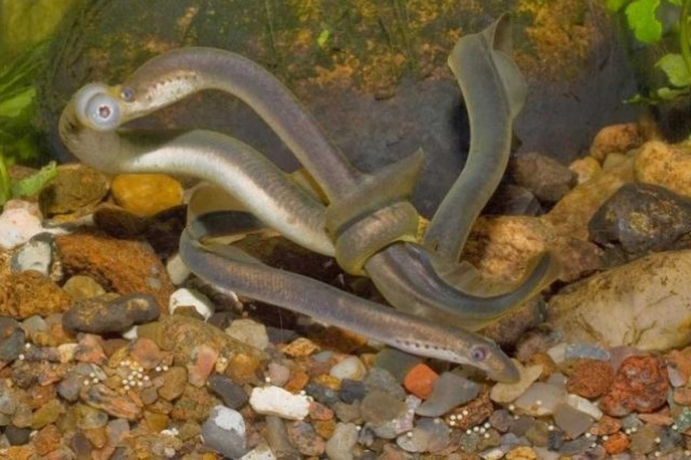 Iliustracija