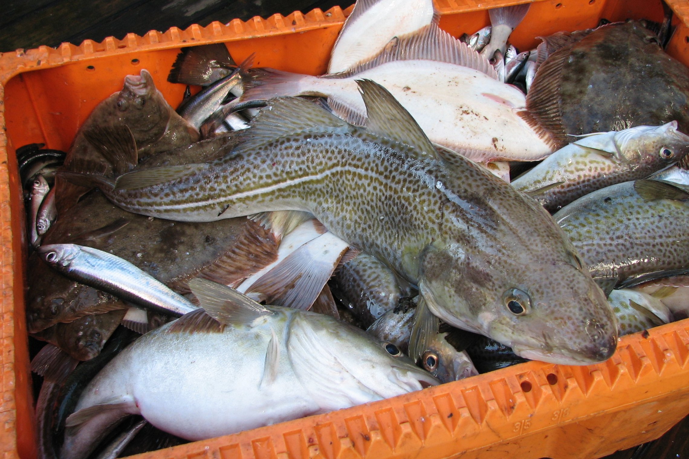 Iliustracija