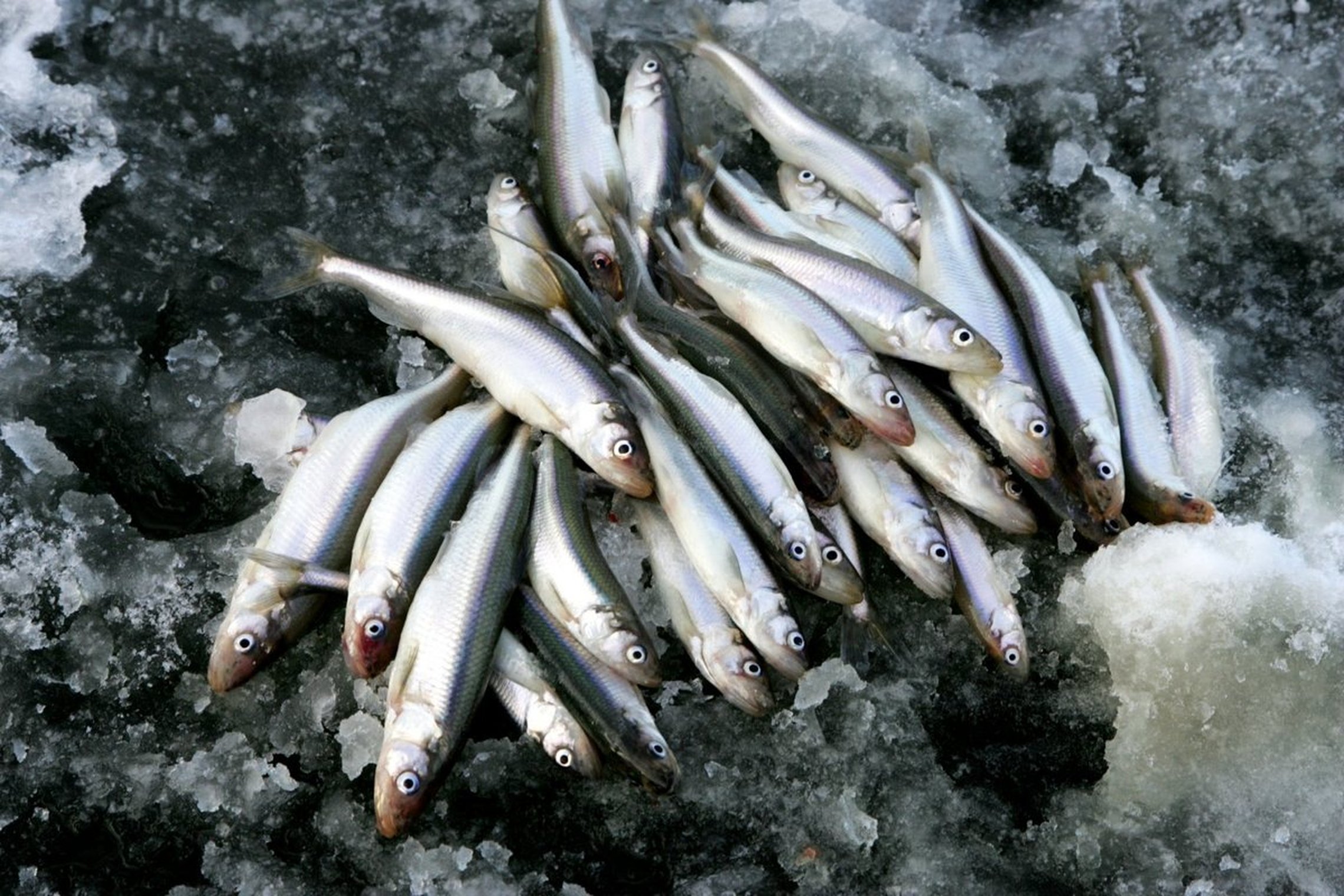 Iliustracija