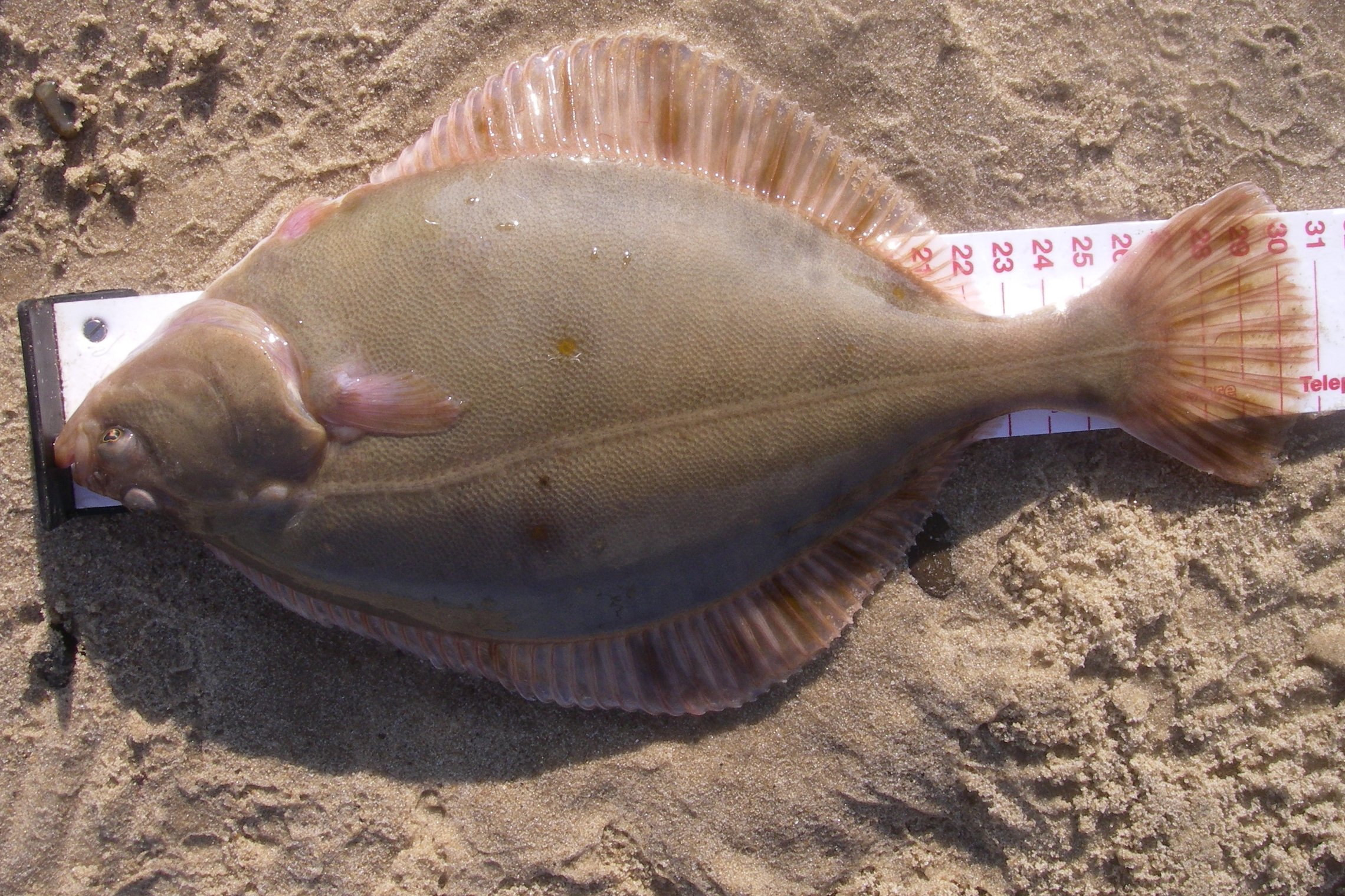 Iliustracija