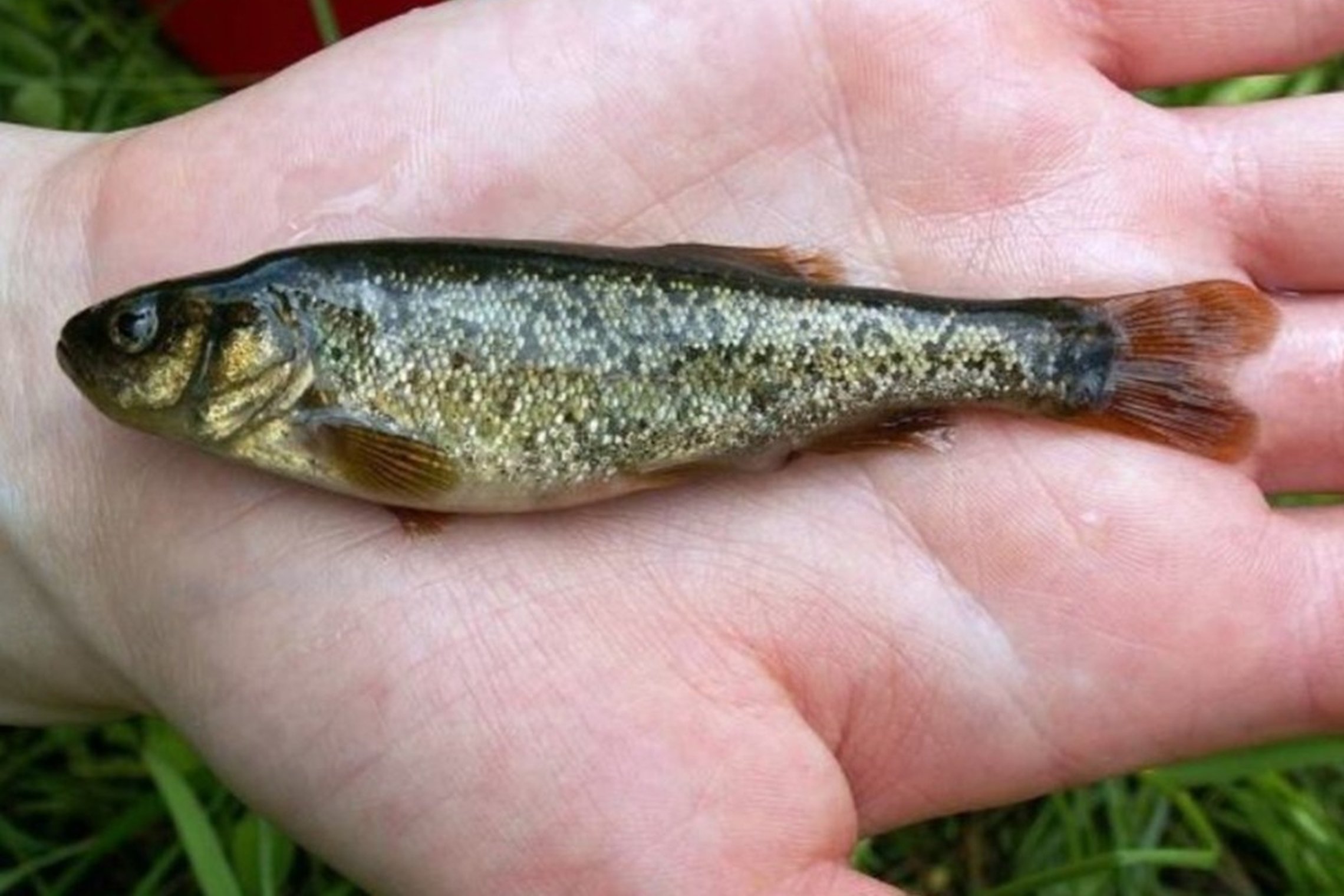 Iliustracija