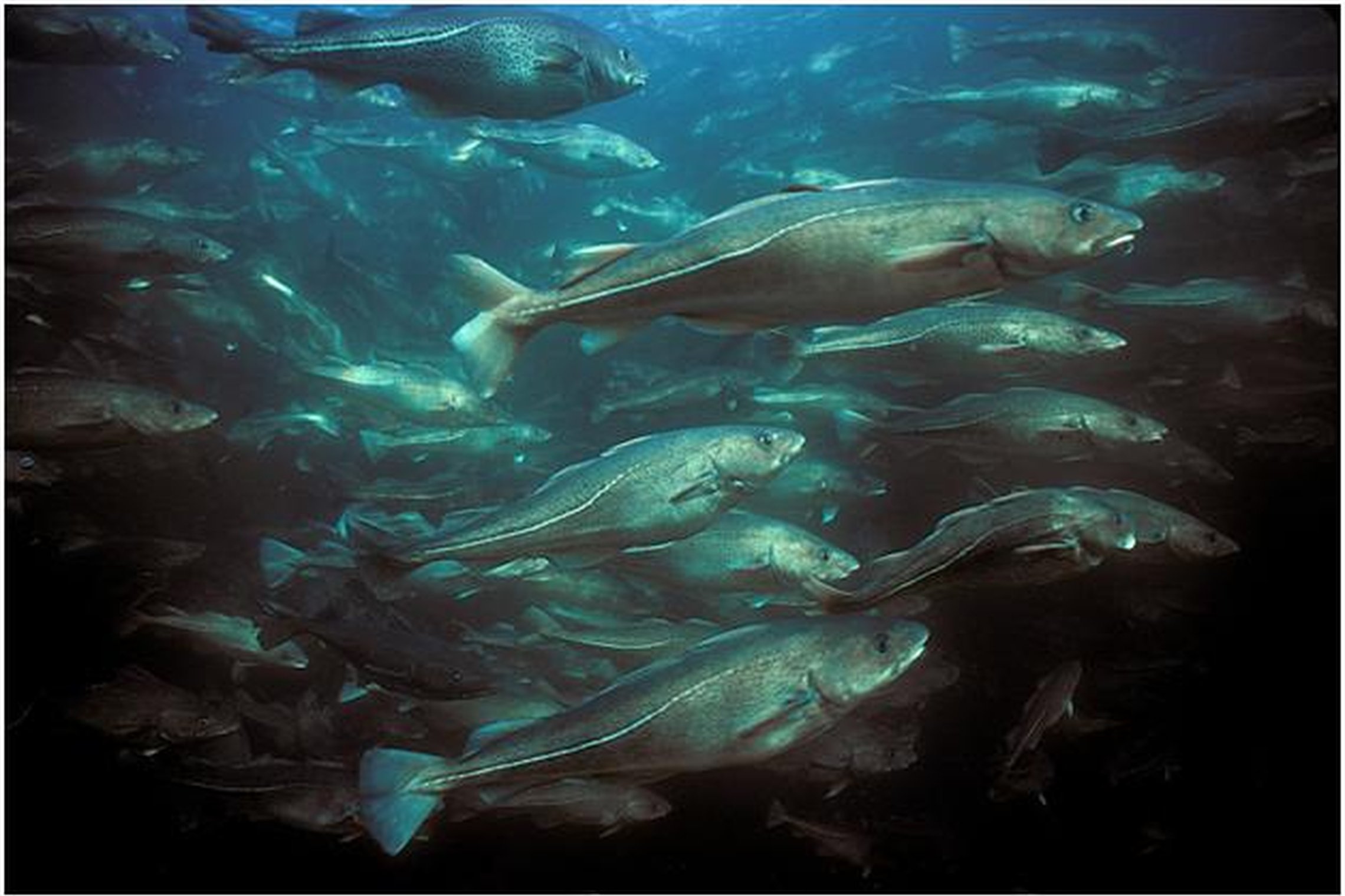 Iliustracija