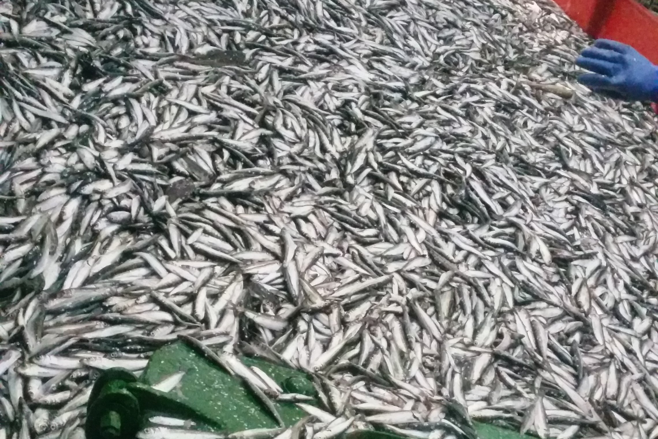 Iliustracija