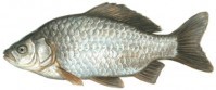 sidabrinis karosas.jpg